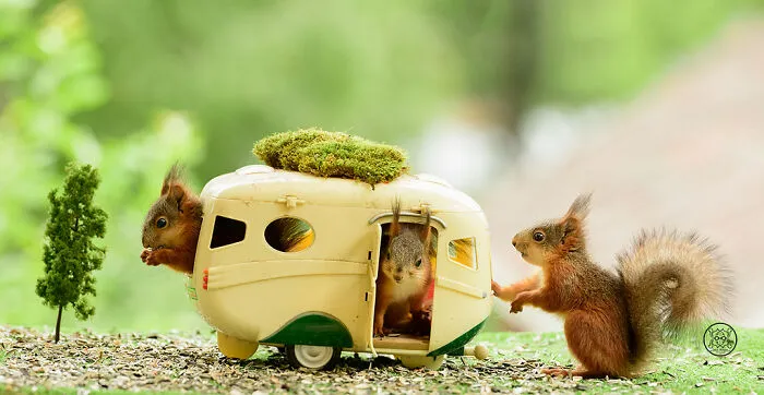 Red Squirrels Interact With My Props While I Photograph Them, And They Make The Cutest Pics (30 New Pics)