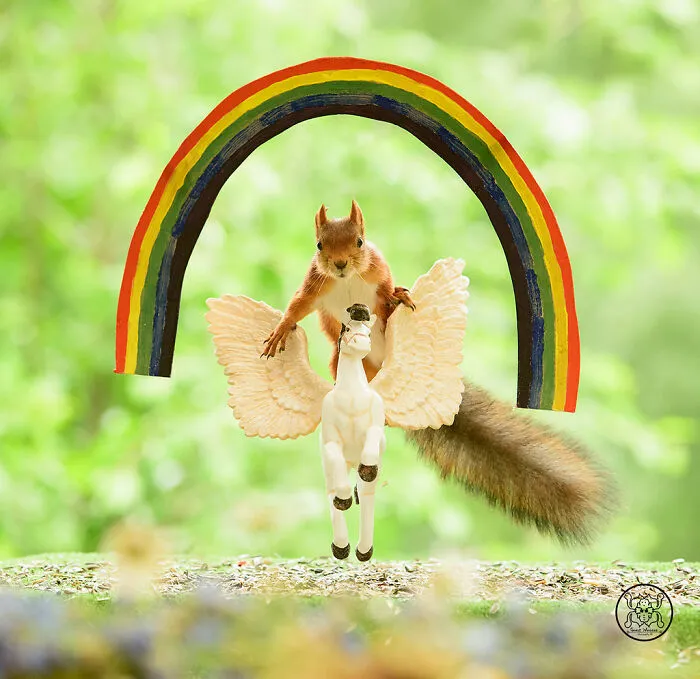 Red Squirrels Interact With My Props While I Photograph Them, And They Make The Cutest Pics (30 New Pics)
