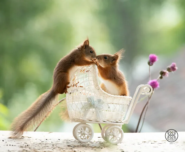 Red Squirrels Interact With My Props While I Photograph Them, And They Make The Cutest Pics (30 New Pics)