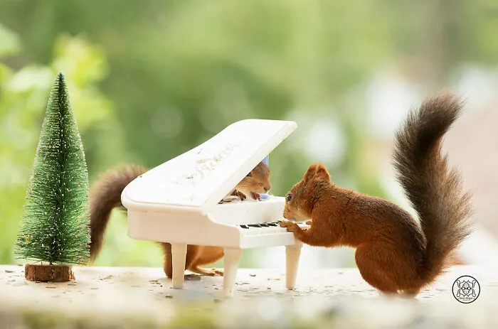 Red Squirrels Interact With My Props While I Photograph Them, And They Make The Cutest Pics (30 New Pics)
