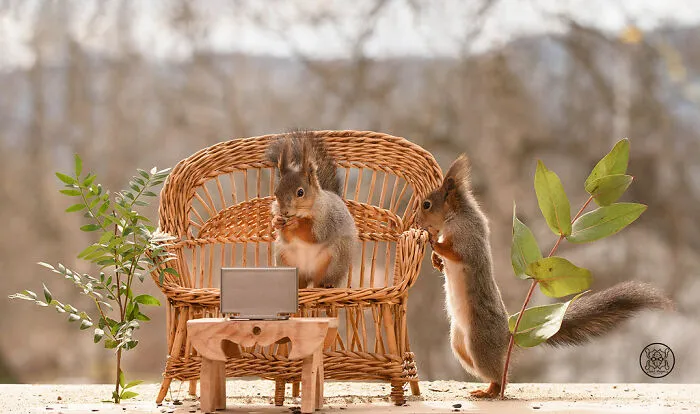 Red Squirrels Interact With My Props While I Photograph Them, And They Make The Cutest Pics (30 New Pics)