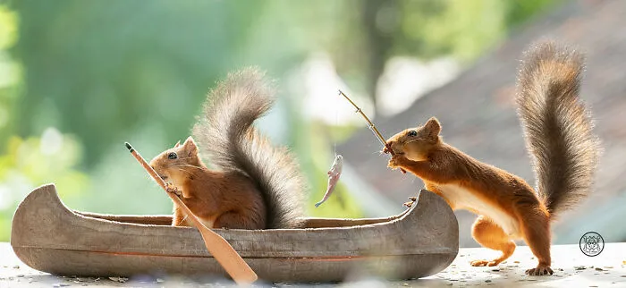 Red Squirrels Interact With My Props While I Photograph Them, And They Make The Cutest Pics (30 New Pics)
