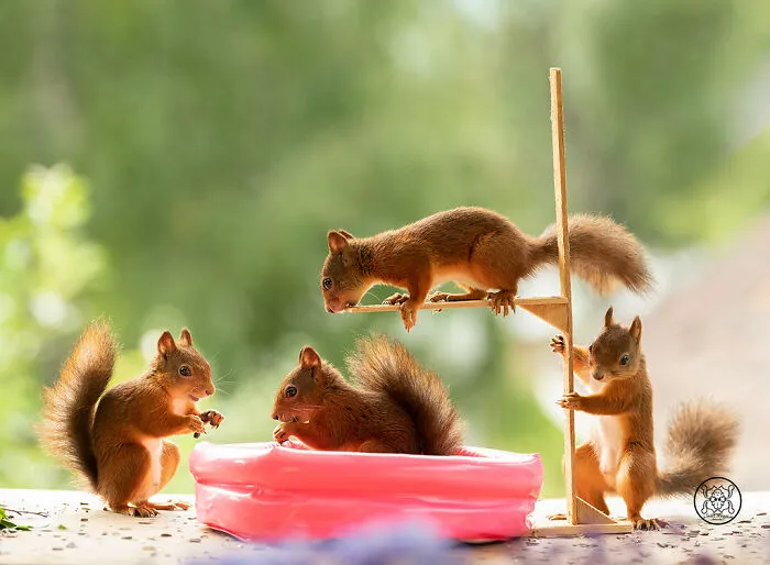 Red Squirrels Interact With My Props While I Photograph Them, And They Make The Cutest Pics (30 New Pics)