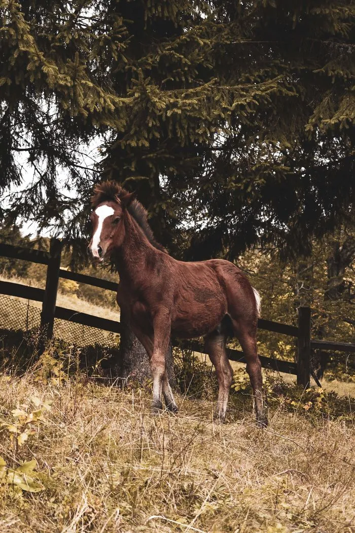 The Ukrainian Carpathians In Autumn Inspired Me To Capture These Photographs (38 Pics)