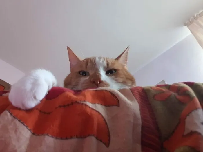 Our Cat Looks Down On Us But Loves Us Anyway