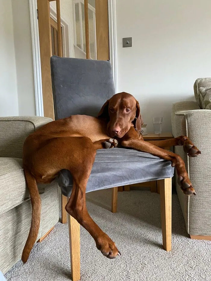 My Sisters Dog Likes To Relax In  The Strangest Of Ways
