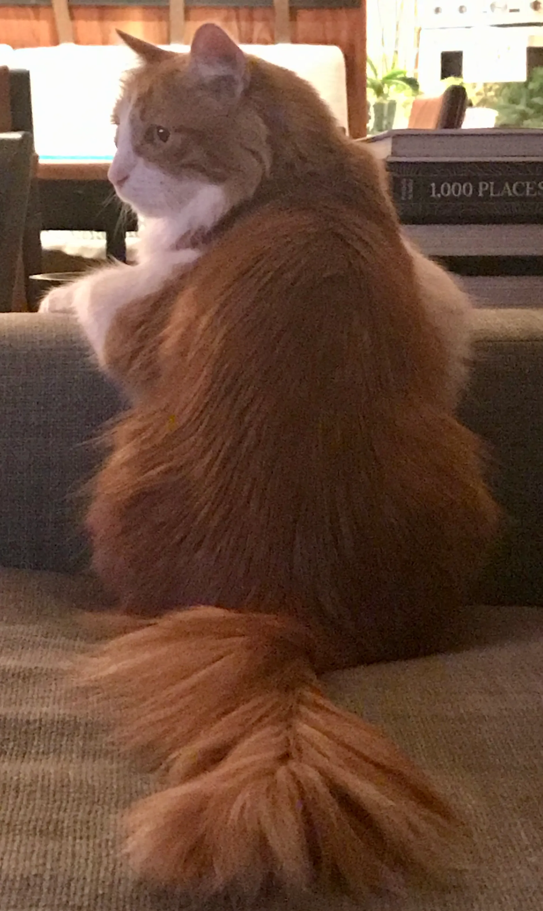 My Cat's Least Flattering Photo