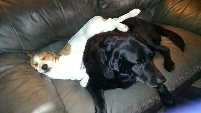 This Is Jimmy (The White Dog). He Used To Always Use Our Neighbor Dog, Gilbert, As A Mattress. Then The Inevitable Slide Always Happened And He'd Sleep Right Through It
