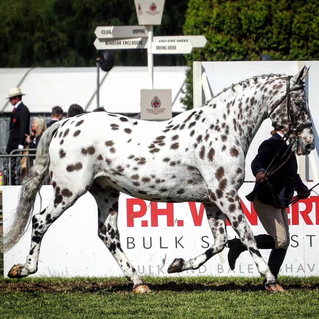 I Rode A Beautiful Spotted Horse On The Grounds Of The Windsor Castle And It Was Amazing.