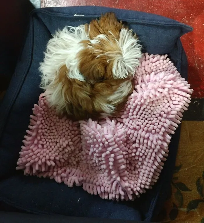 Mina The Fluff Ball