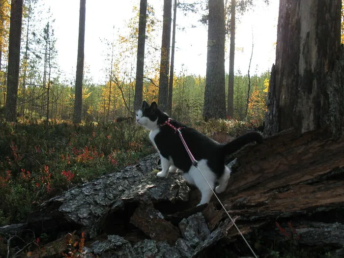 This Is Minttu, She Loves Travelling And Outdoorsy Adventures