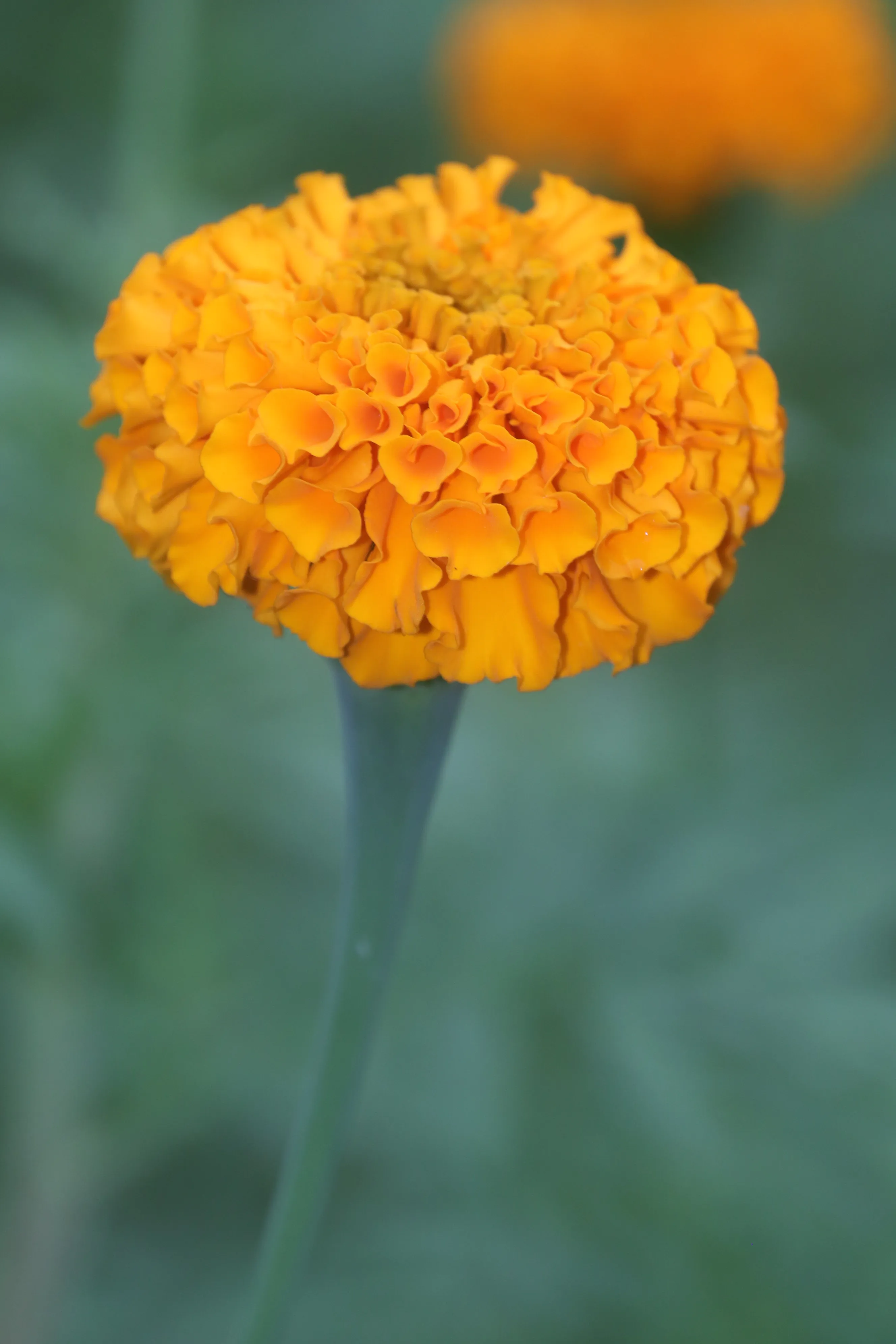 Best Photo Images Mari Gold Flower