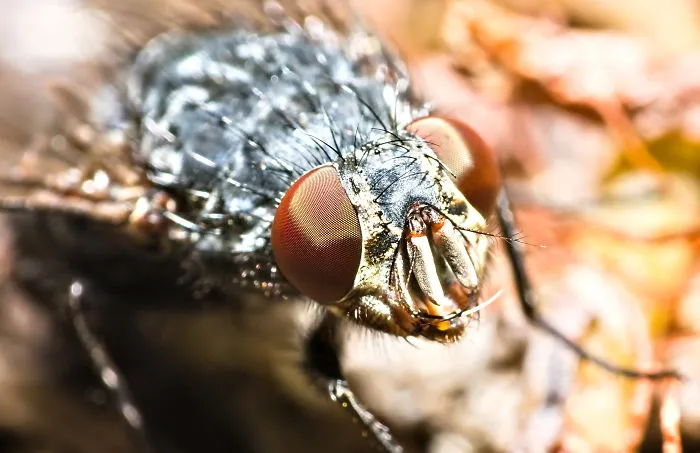 Fly, 8-10mm, 2020