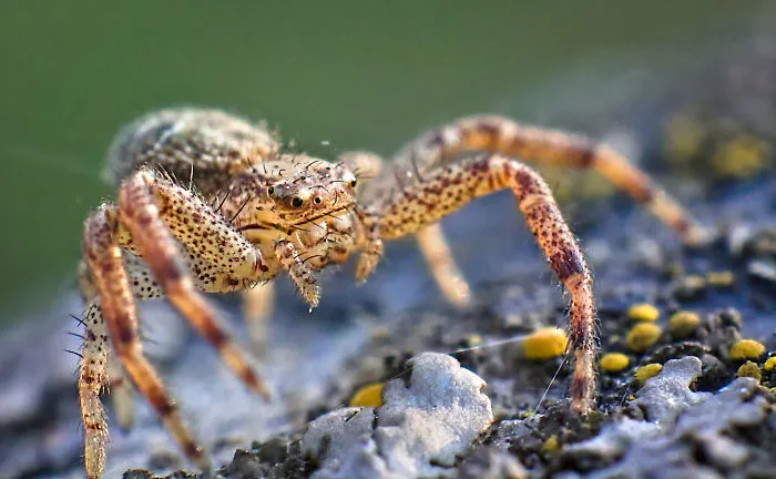 Spider, 3-4mm, 2013