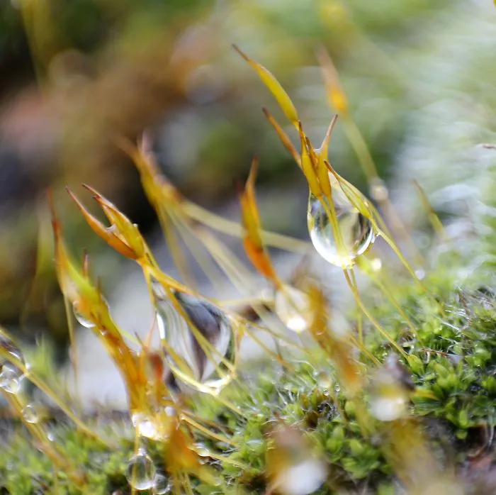 Moss, 2013