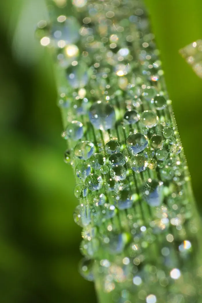 Dew On Grass, 2014