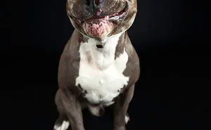 These Dogs Are Going Crazy For Treats In The Dogs Pyjamas Pet Photo Studio Part 1
