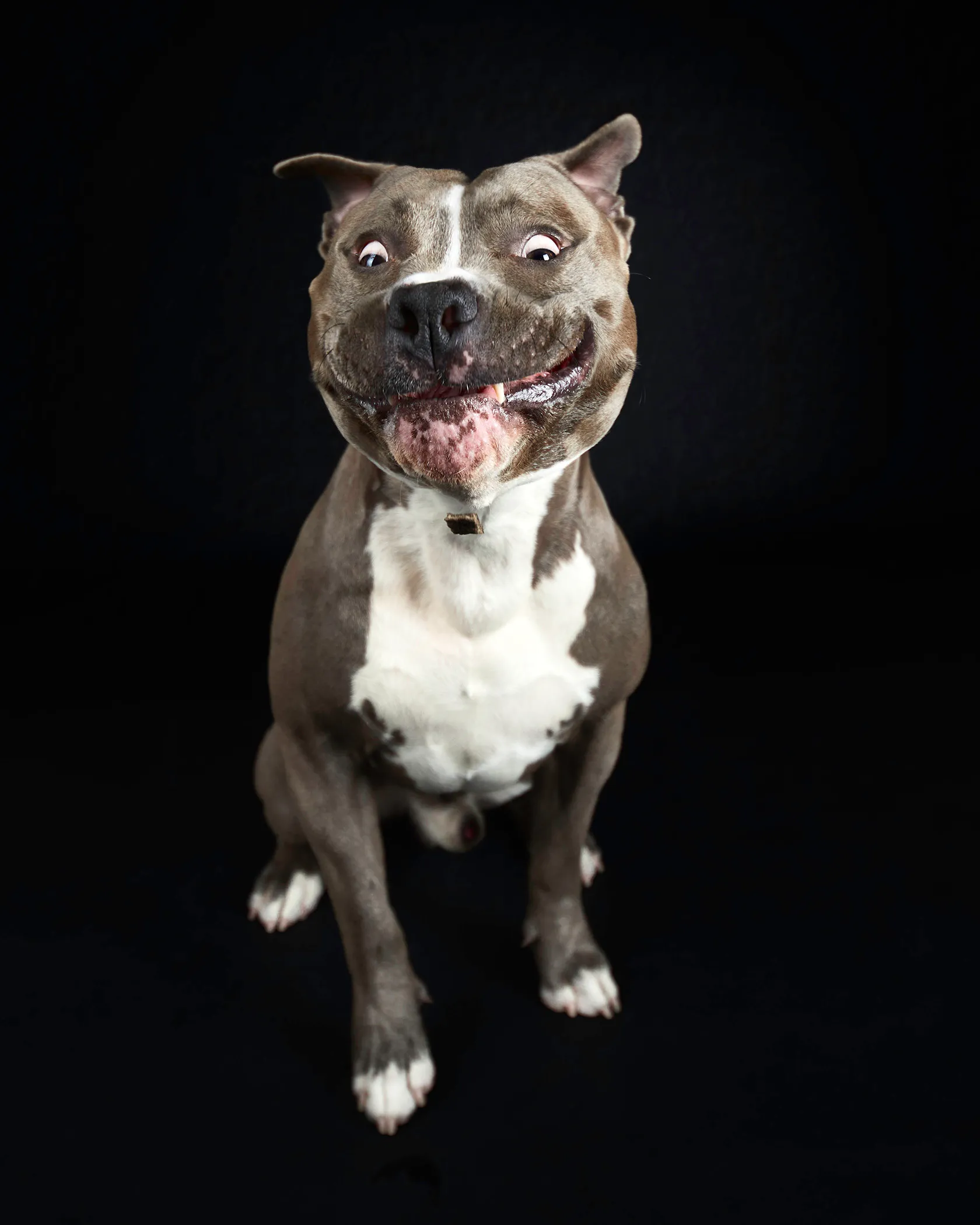 These Dogs Are Going Crazy For Treats In The Dogs Pyjamas Pet Photo Studio Part 1