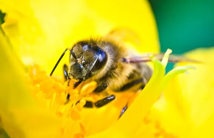 Honeybee Portrait, About 10mm, 2020