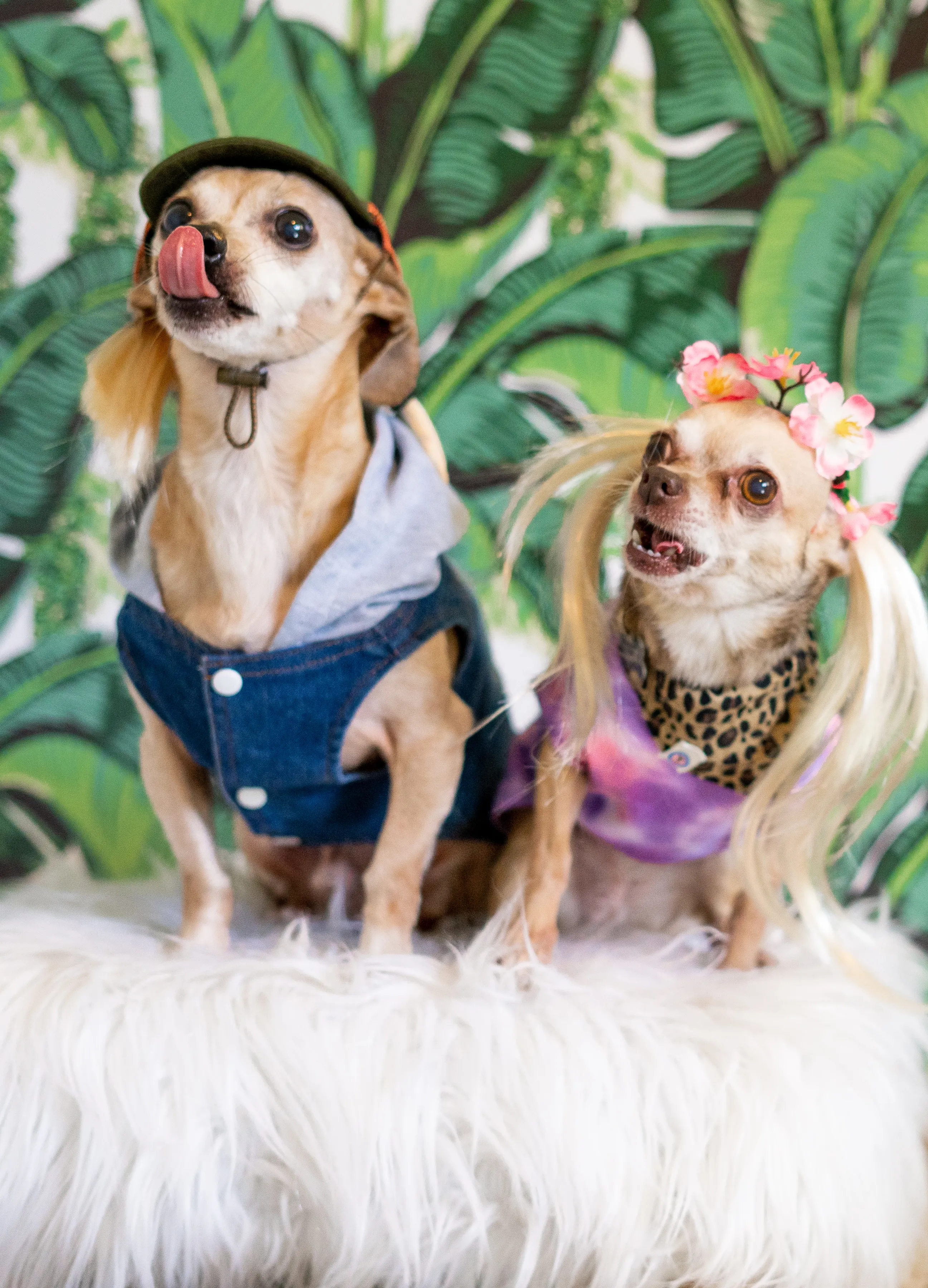 I Dressed Up My Rescue Dogs As The Cast Of Tiger King For Halloween