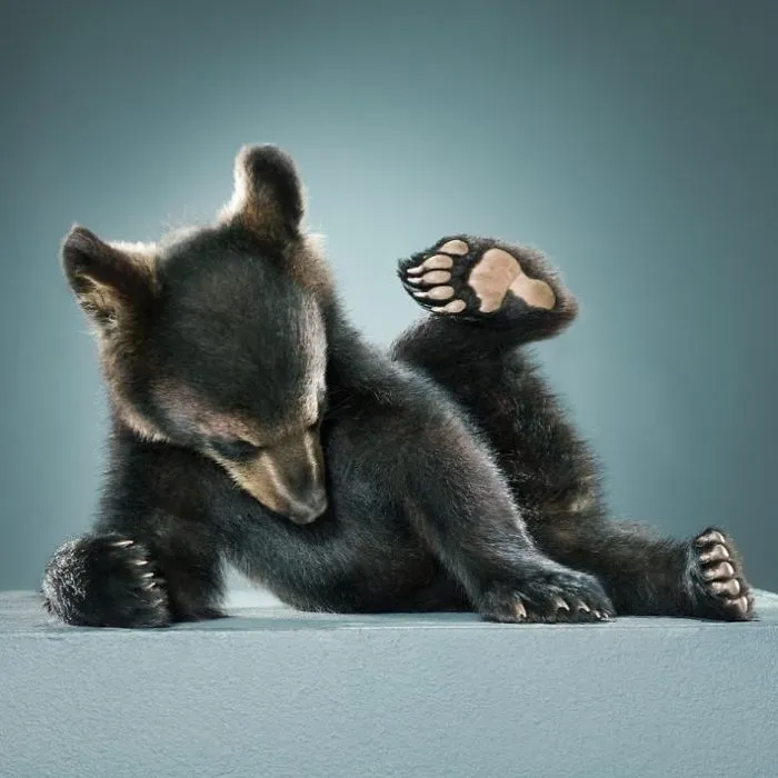 Jill Greenberg Photographed Bears In A Setting You’ve Probably Never Seen Before (30 Pics)