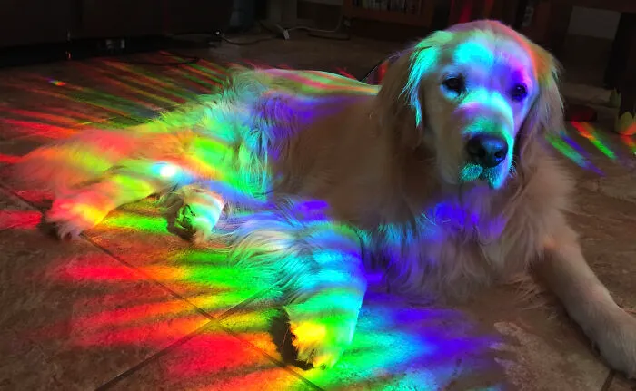 Mana Nui Likes To Bask In The Afternoon Rainbows.