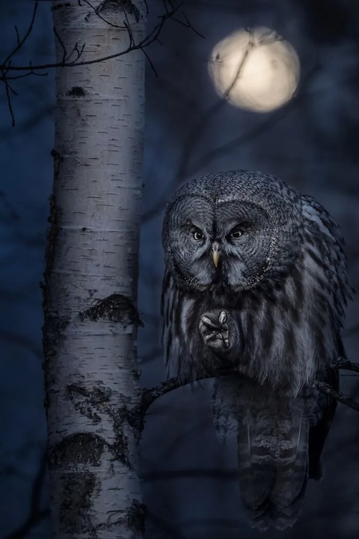 Cazador nocturno (1º en Animales en su hábitat)