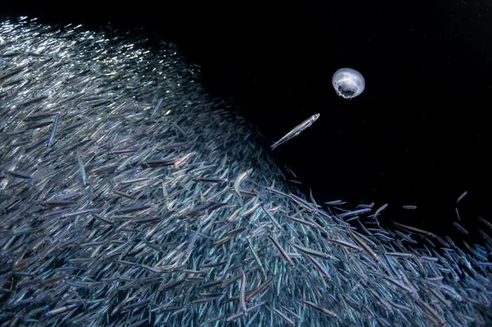 Think Different (Remarkable Artwork In Animals In Their Environment Category)