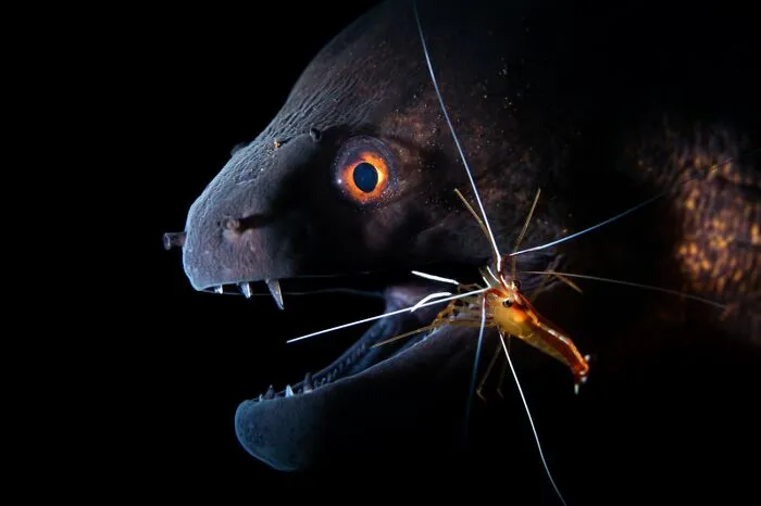 Dentista (Animales en su hábitat)