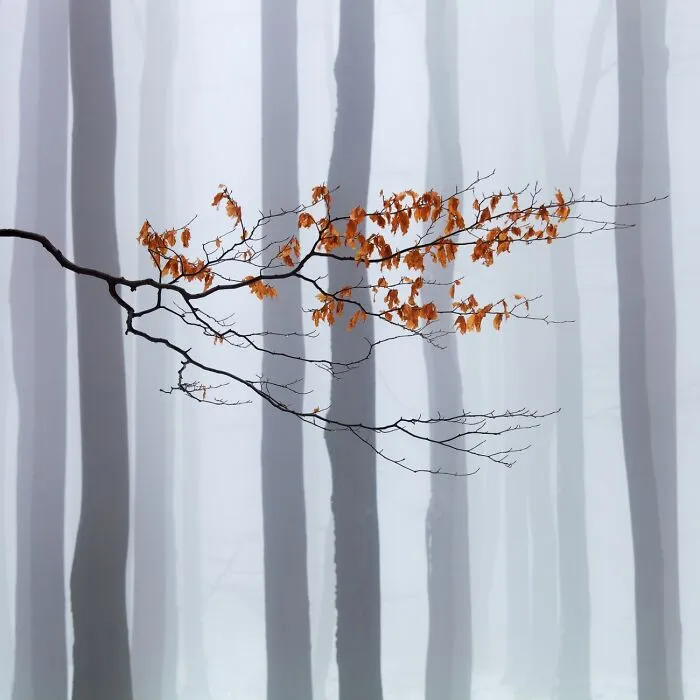 Esperando al invierno (Mención de honor en Belleza natural)