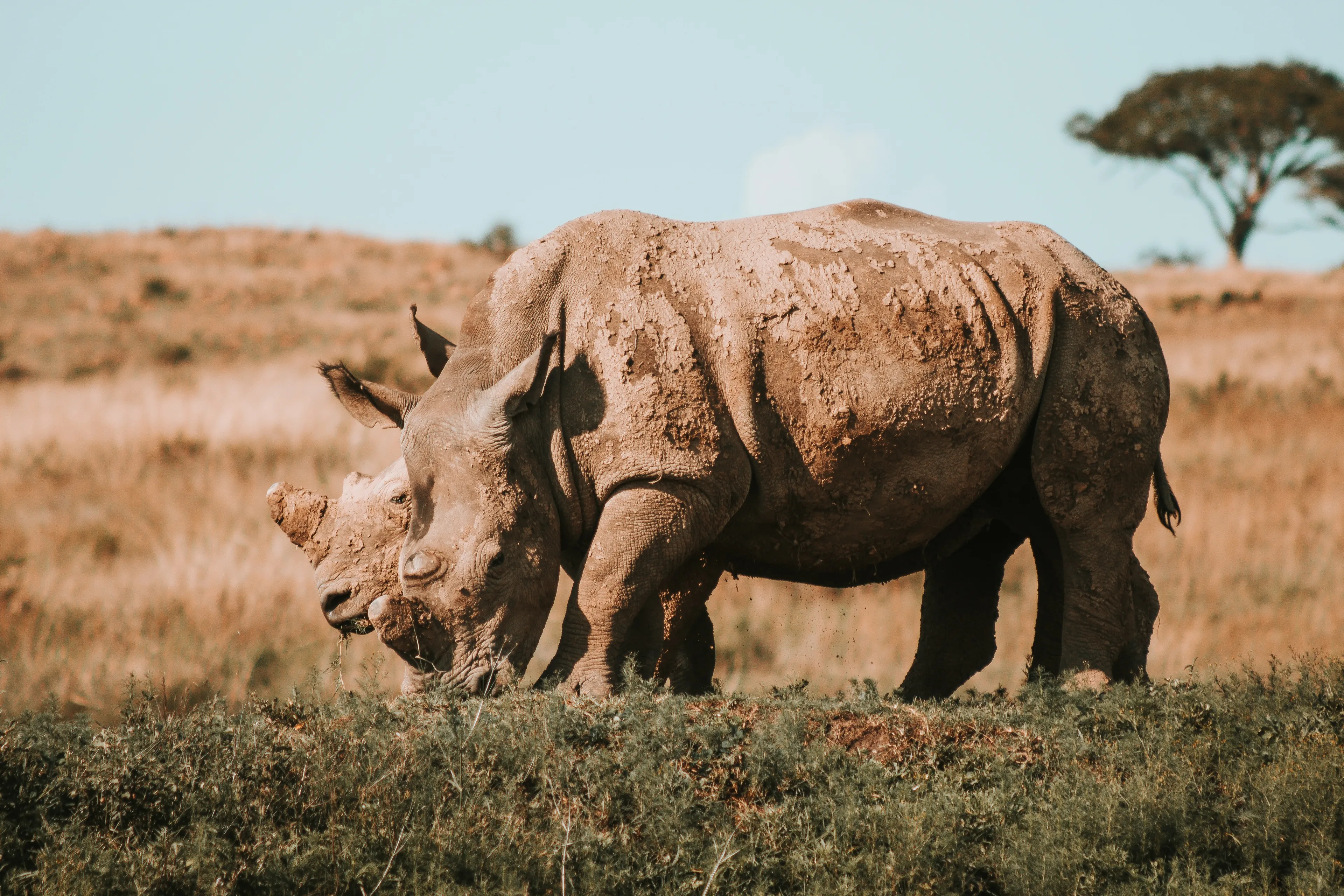 The Most Beautiful Creatures On Earth