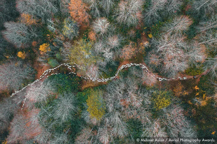 First Place In Trees & Forests Category: Forest Path