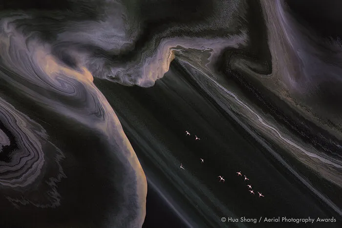 First Place In Wildlife Category: Flying Flamingos