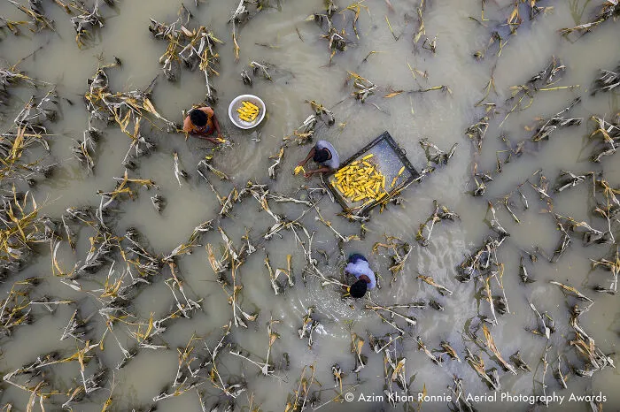 First Place In Environment Category: Flood Water Has Damaged Crops