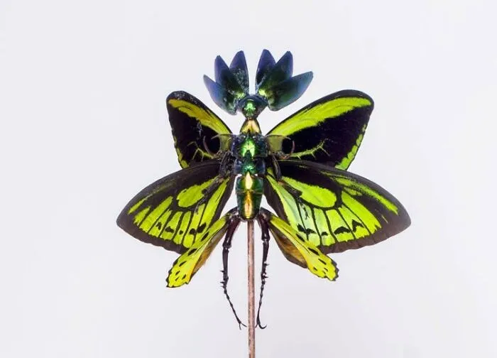 Here Are 18 Surreal Bug Fairies Made From Dead Insects Made By This Amsterdam-Based Artist
