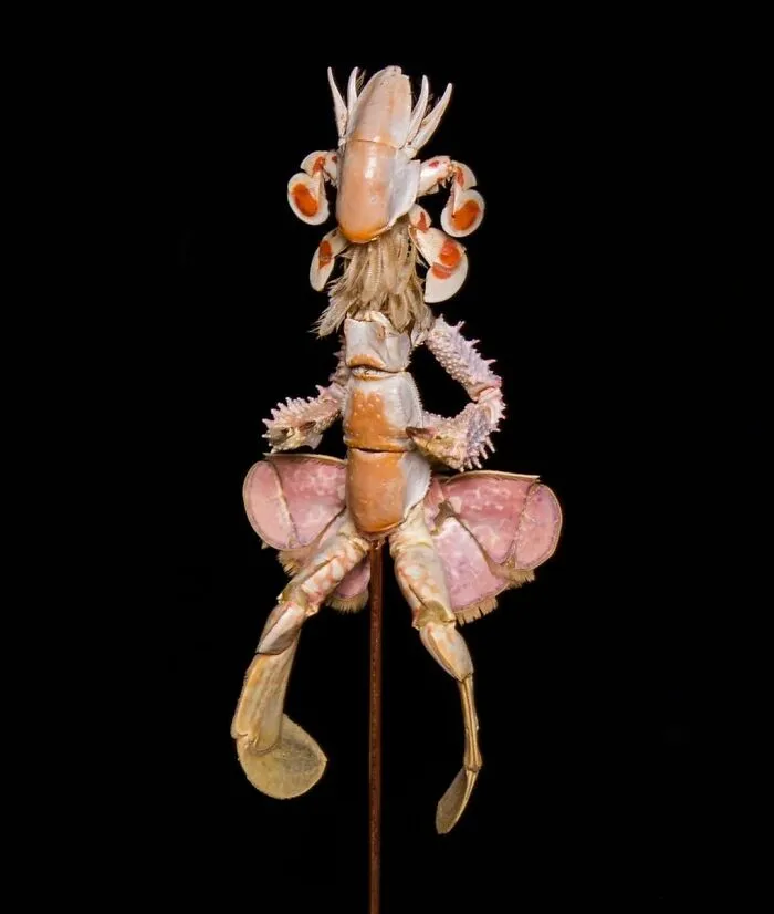 Here Are 18 Surreal Bug Fairies Made From Dead Insects Made By This Amsterdam-Based Artist