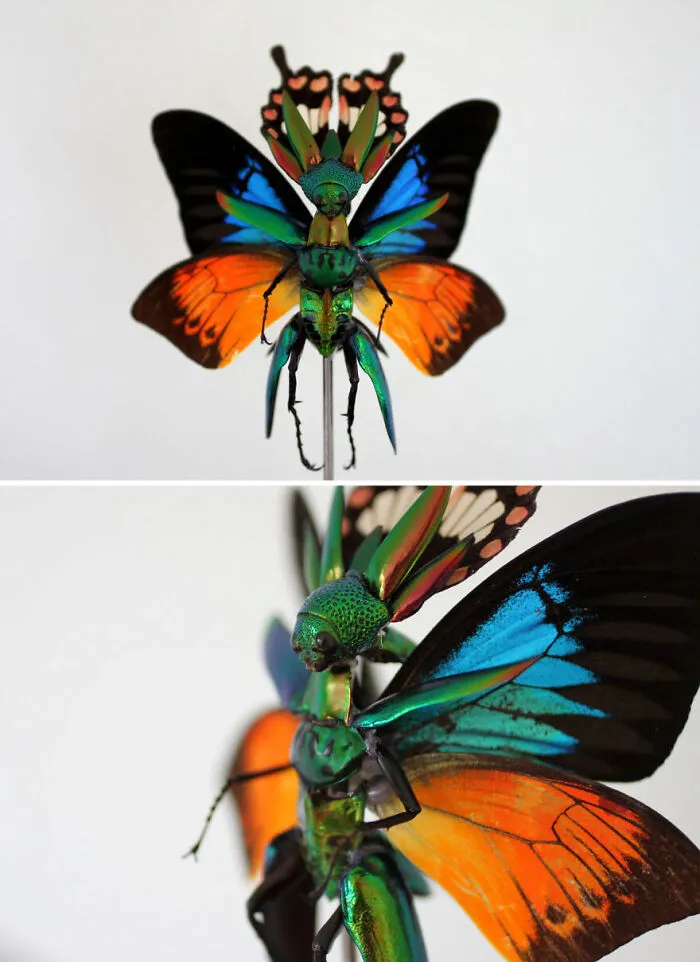 Here Are 18 Surreal Bug Fairies Made From Dead Insects Made By This Amsterdam-Based Artist