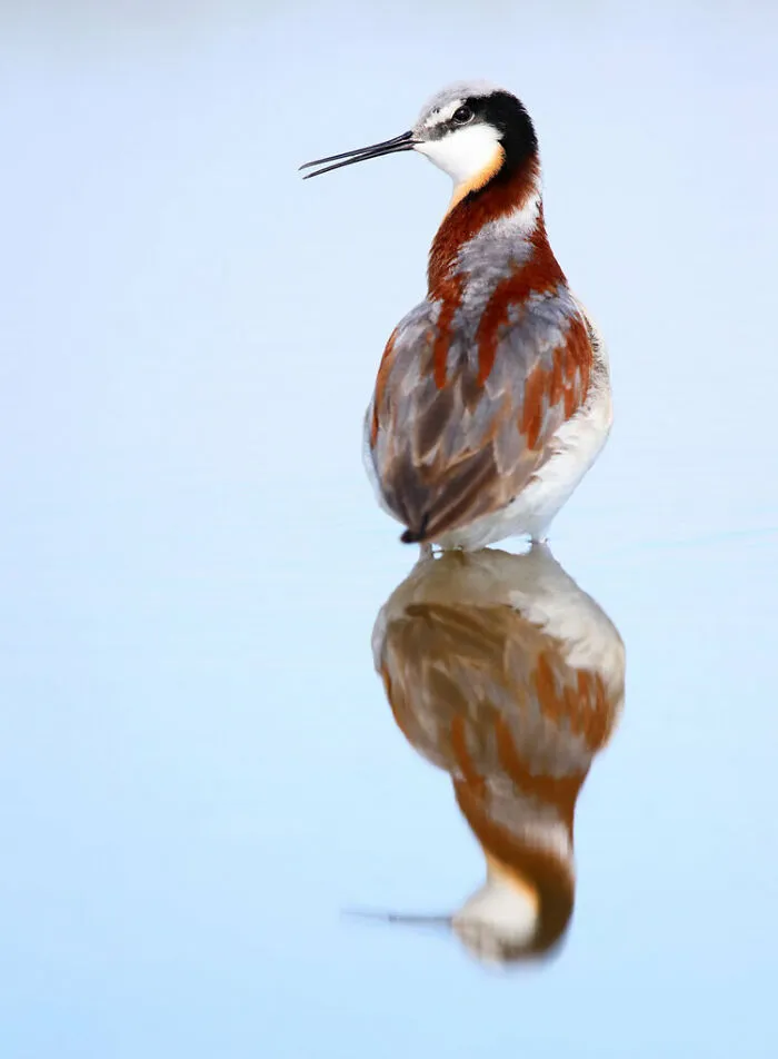 Highly Commended: 'Lady Phalarope' By Tim Hopwood