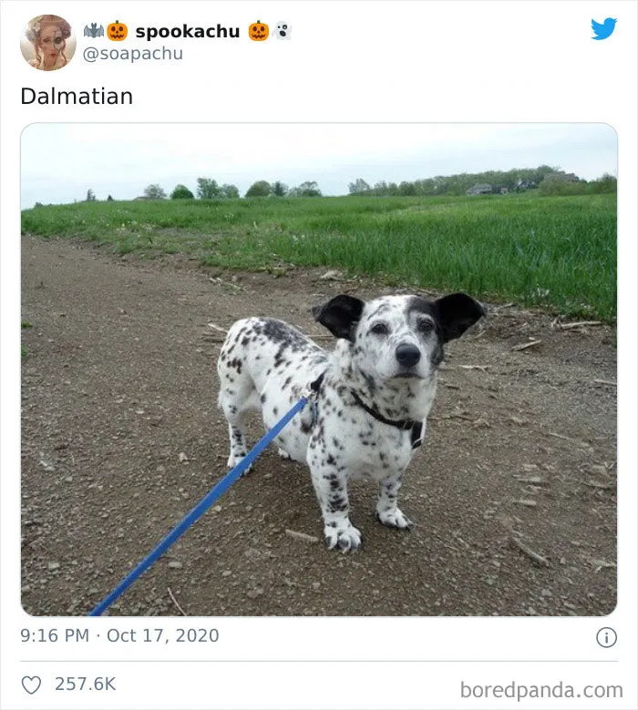 Dálmata