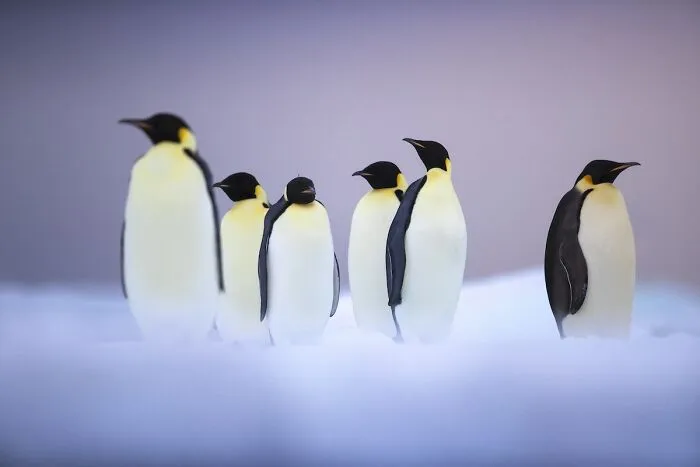30 Wildlife Photos With A Near-Death Story Behind Them As Told By Photographer Couple Uri And Helle Løvevild Golman