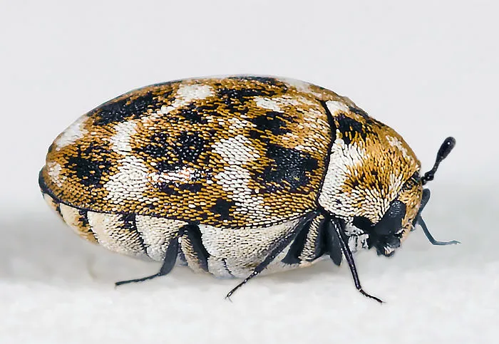 Weird And Disturbing Animal Facts