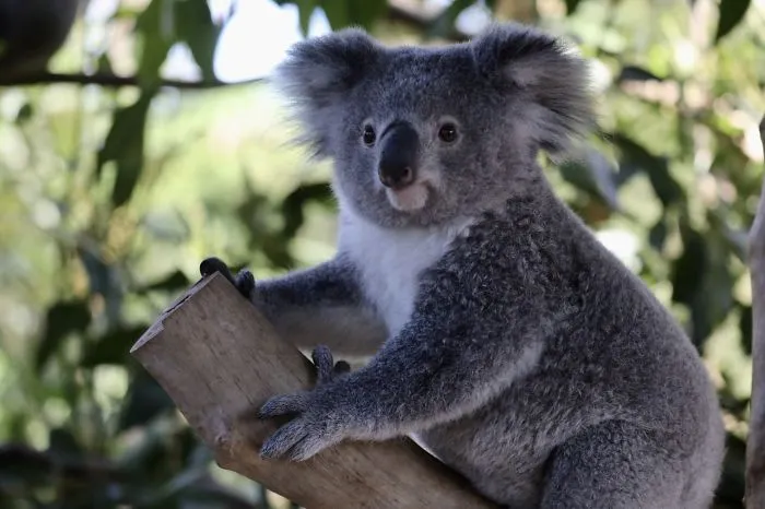 Weird And Disturbing Animal Facts