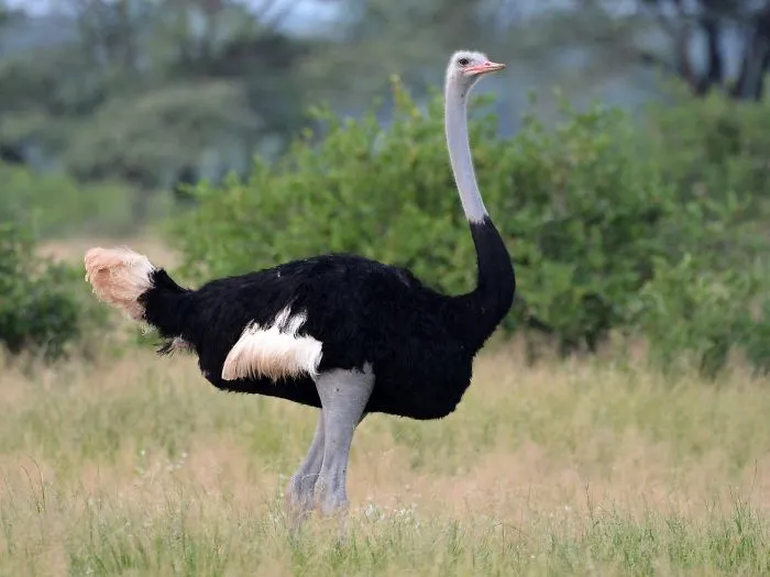 Weird And Disturbing Animal Facts