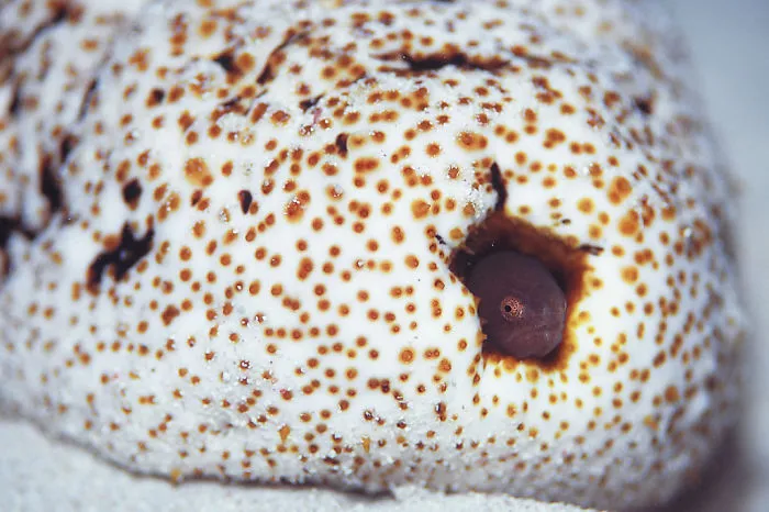 Weird And Disturbing Animal Facts