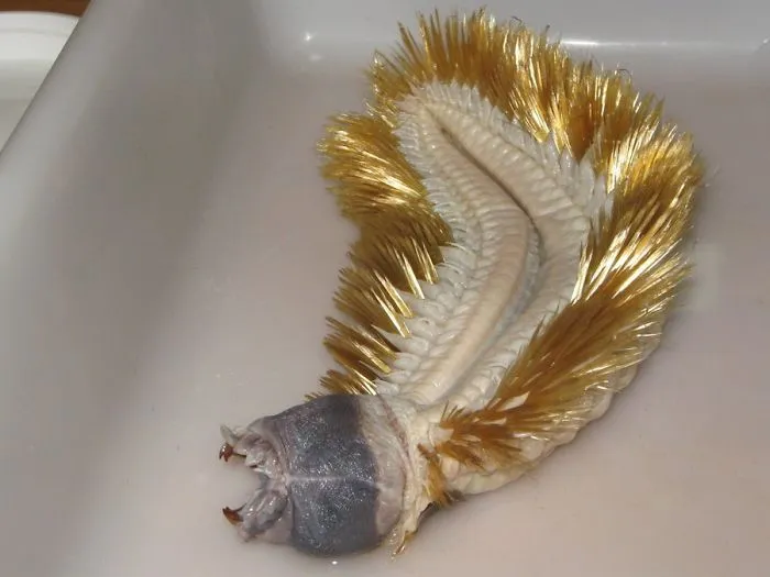 Weird And Disturbing Animal Facts