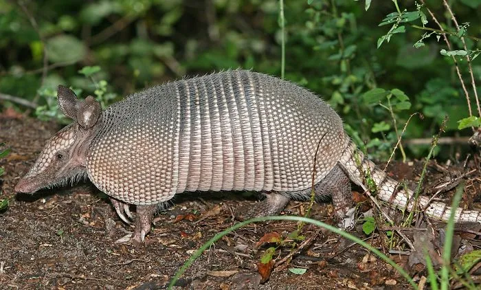 Weird And Disturbing Animal Facts