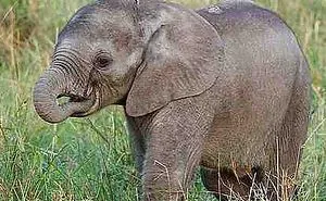 Weird And Disturbing Animal Facts