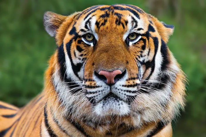 Weird And Disturbing Animal Facts