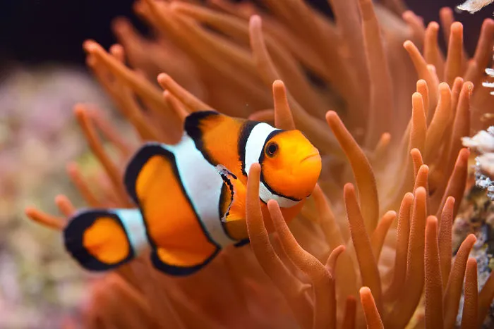 Weird And Disturbing Animal Facts