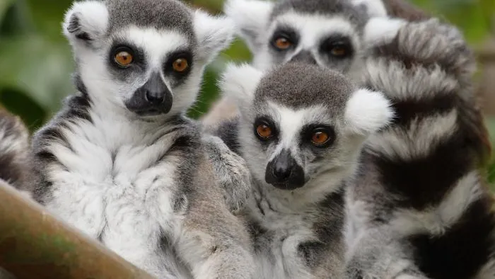 Weird And Disturbing Animal Facts